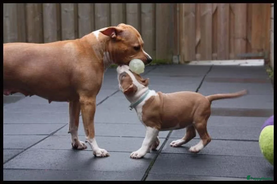 Galerij afbeelding {{count}}