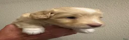 Kruising honden te koop: Sheltidoodle  - Advertentie 21