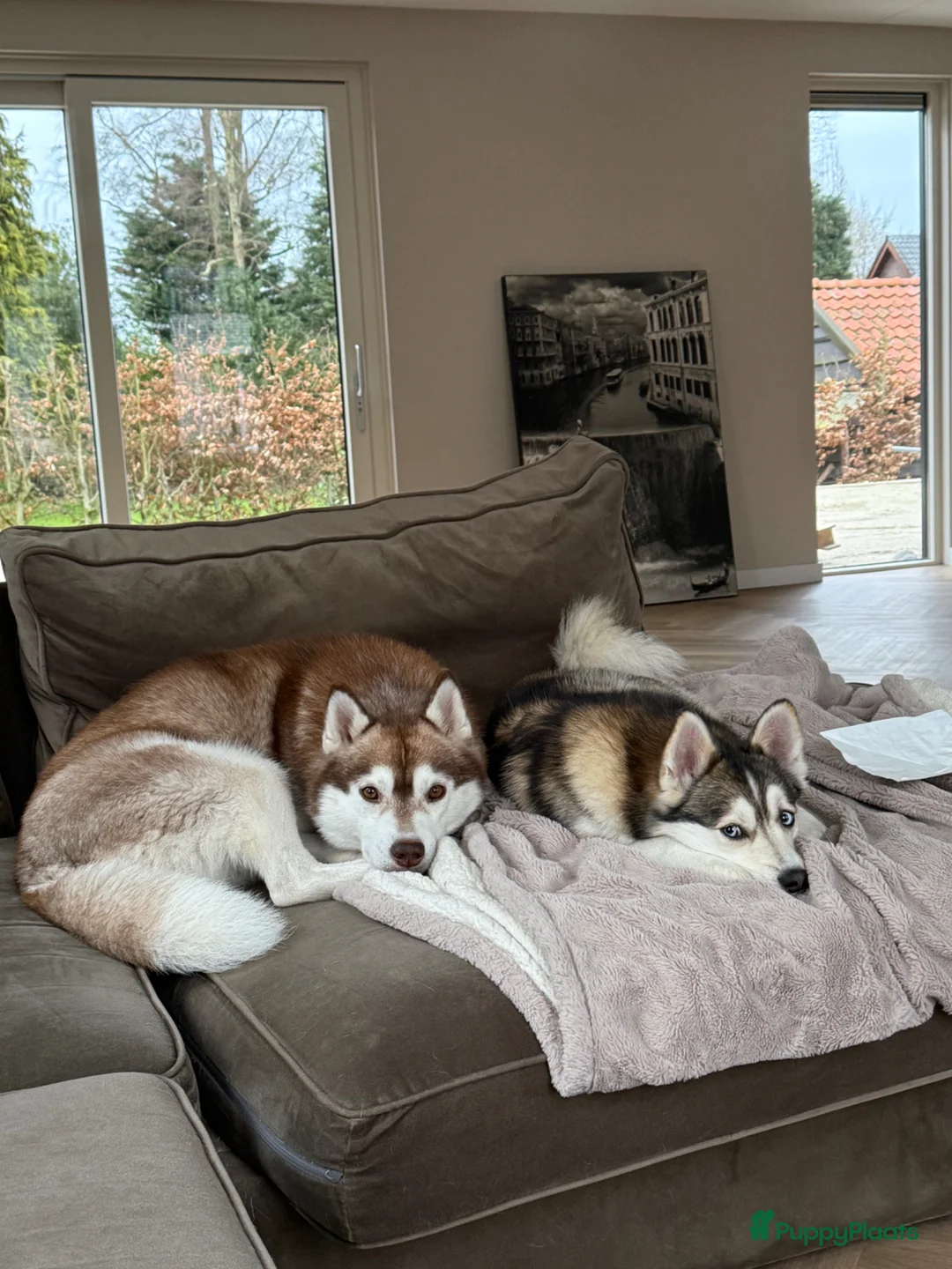 Pomsky honden te koop: Pomsky pups beschikbaar  in Valthermond - Advertentie 13
