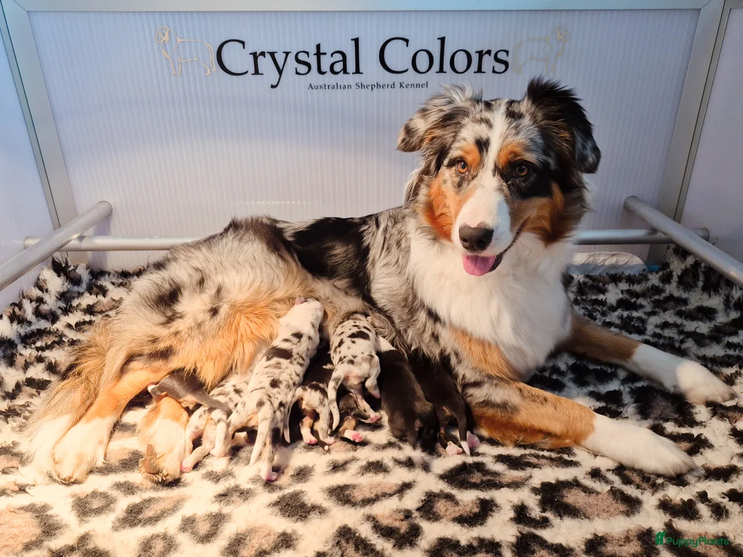 Australian Shepherd honden te koop: Australian Shepherd FCI/RvB Stamboom pups - Advertentie 1