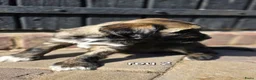 Tibetaanse Terriër honden te koop: Tibetaanse terriër pups met FCI stamboom - Advertentie 31