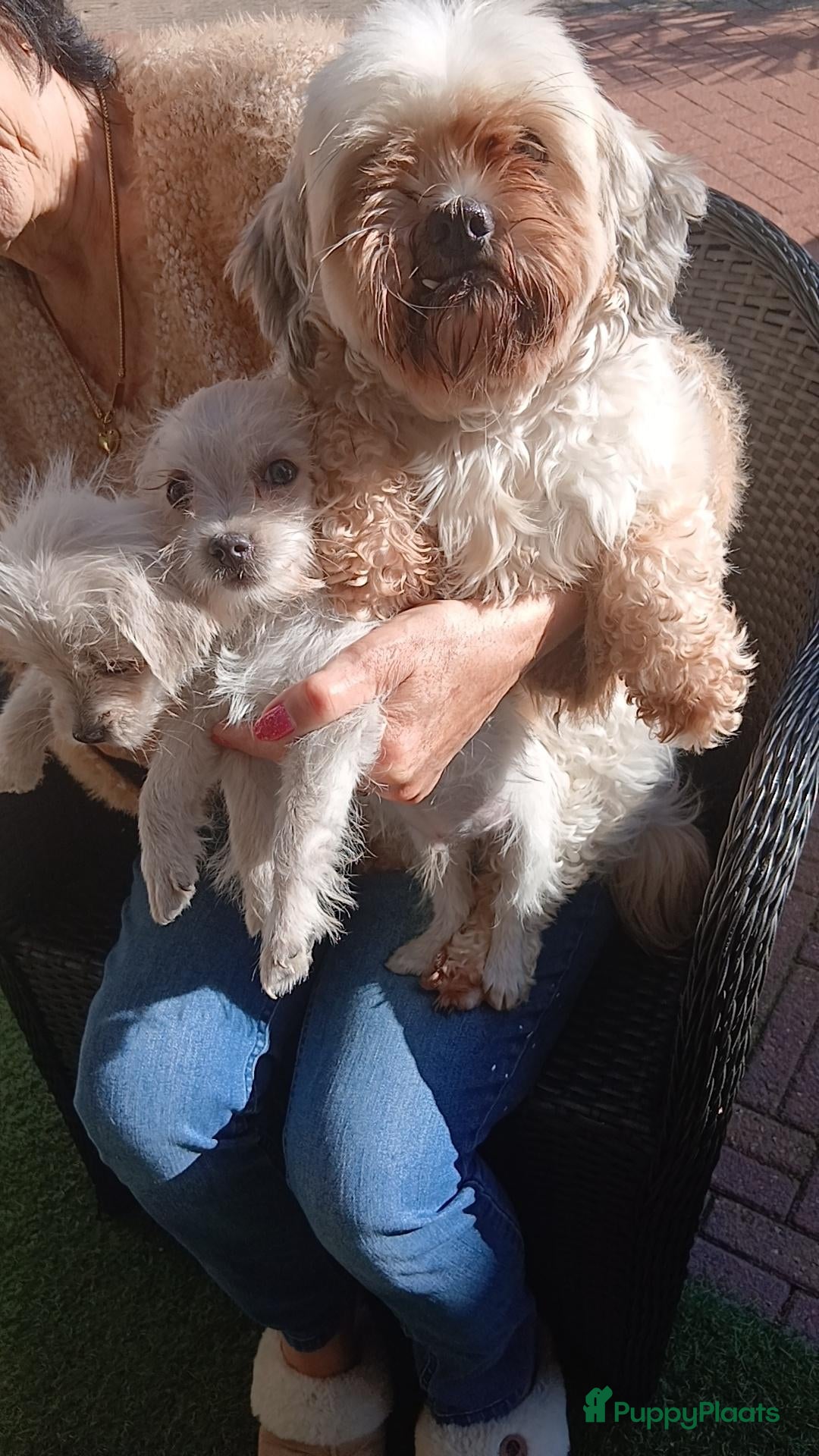 Boomer honden Laatste 2 reutjes uit gelegenheids nestje boomer - Advertentie 1