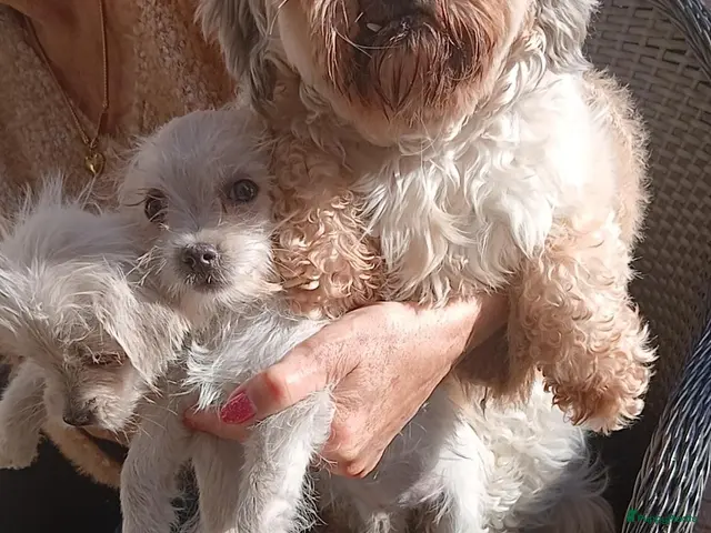 Boomer honden Laatste 2 reutjes uit gelegenheids nestje boomer - Advertentie 1