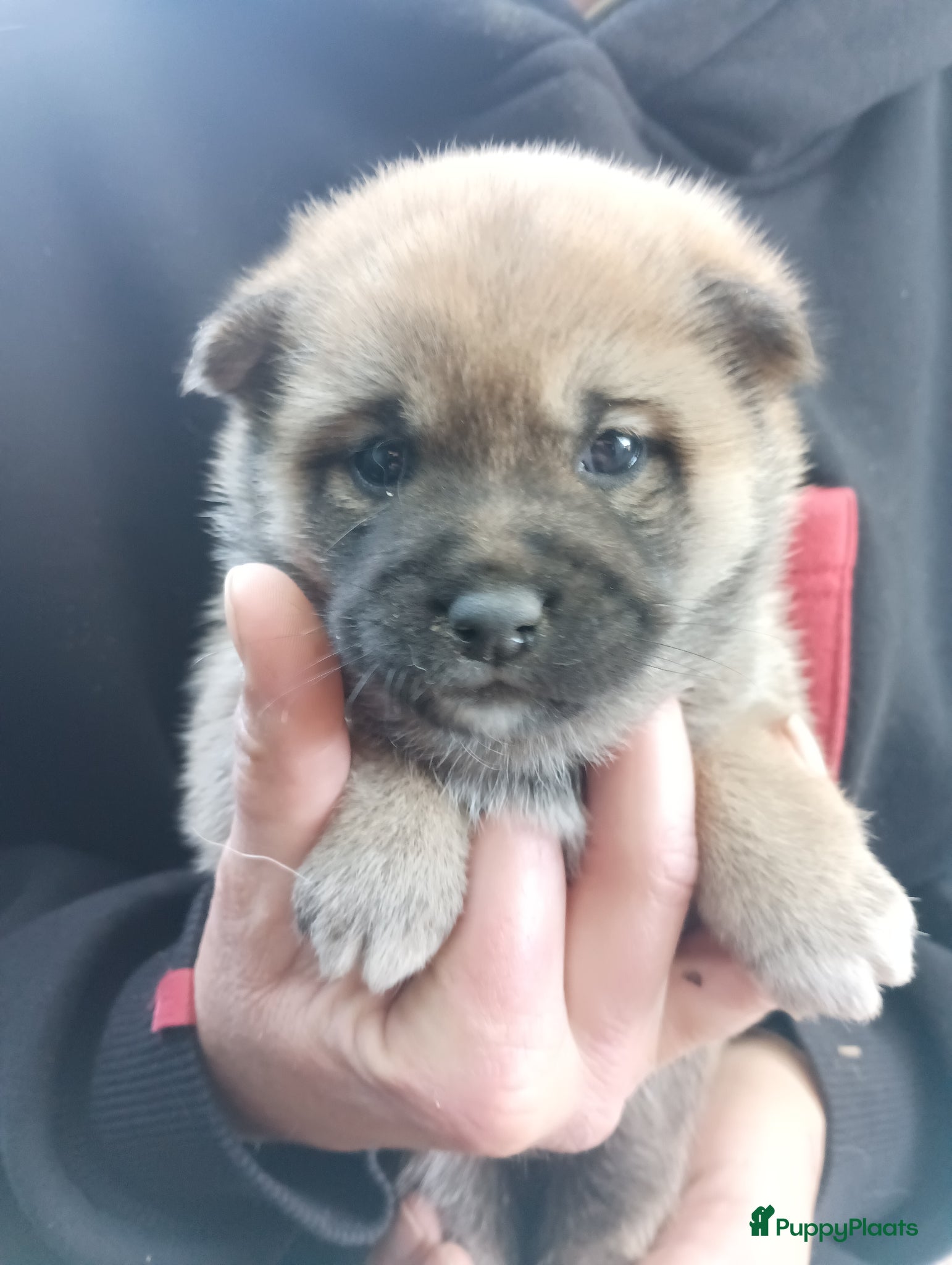 Shiba honden Shiba Inu pups beschikbaar  - Advertentie 9