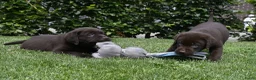Labrador Retriever honden te koop: Chocolade bruine labrador pups met stamboom ! - Advertentie 30