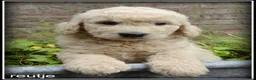 Goldendoodle honden te koop: Goldendoodle pups. Zie omschrijving. - Advertentie 20