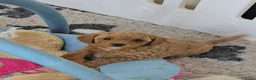 Maltipoo honden te koop: Mooie Maltipoo Pups puppies ( toy poedel ) - Advertentie 23