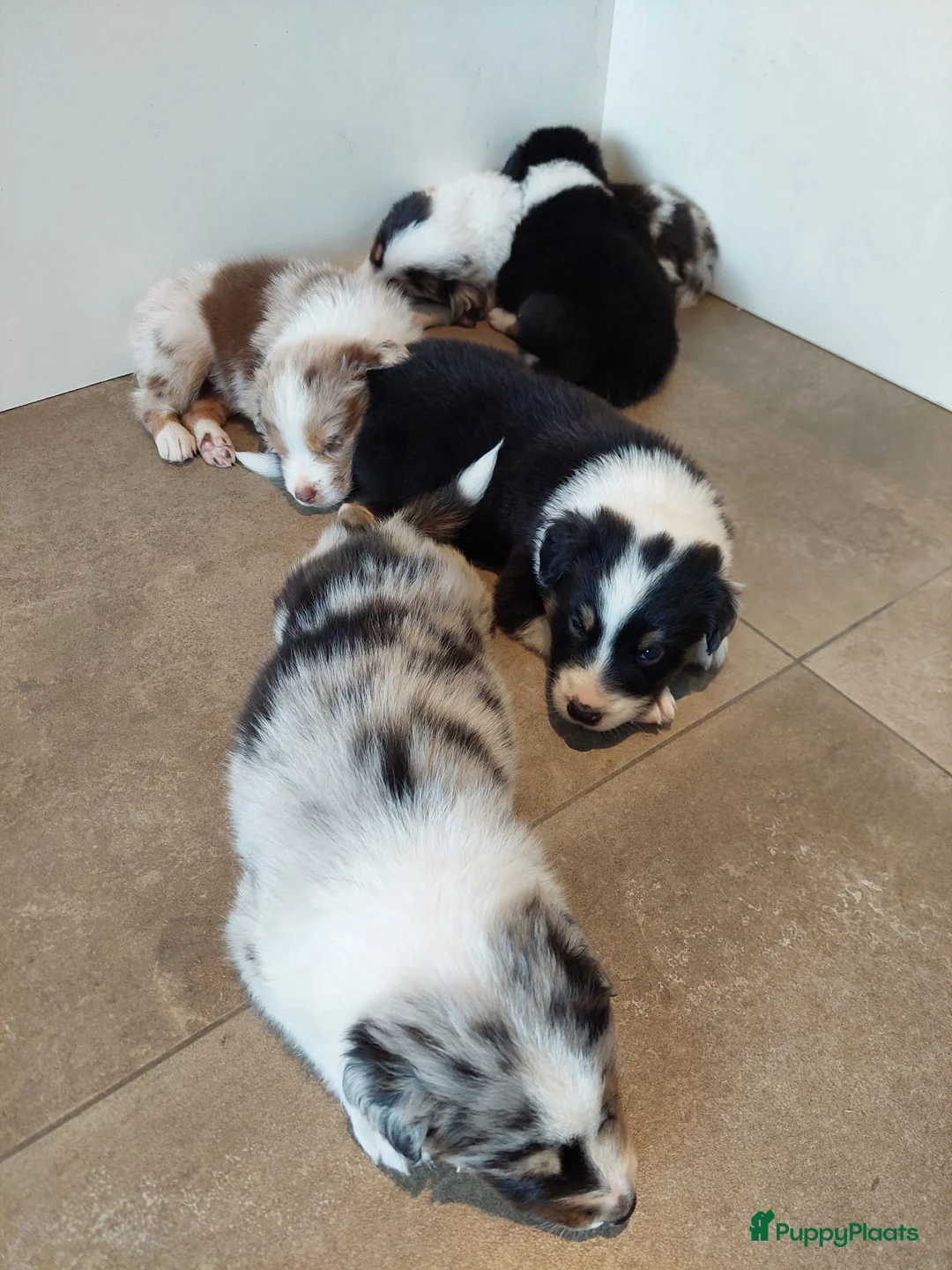 Australian Shepherd honden te koop: 🐾 Warme thuis voor Australian Shepherd pups 🐾 - Advertentie 2