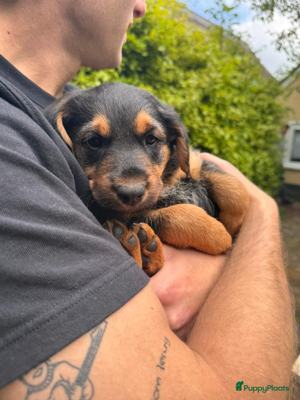 Kruising honden te koop: Nog 1 lieve pup te koop in Niebert - Advertentie 18