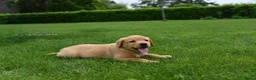Labrador Retriever honden te koop: Labrador Red Fox pups - Advertentie 4