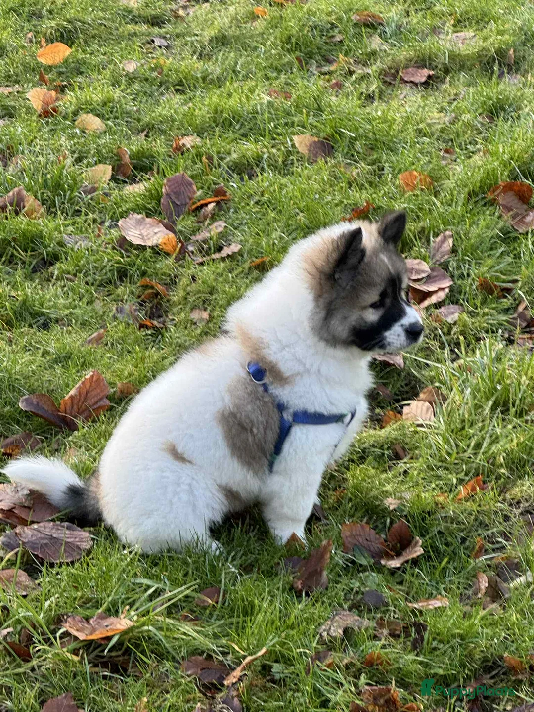 Thai Bangkaew Dog honden te koop: Thai Bangkaew dog puppies - Advertentie 5