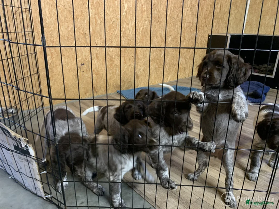 Heidewachtel honden ter dekking: Heidewachtel dekreu met stamboom  in Berg en Terblijt - Advertentie 8