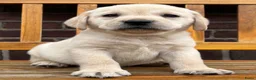 Labrador Retriever honden te koop: Gele Labrador reutjes  - Advertentie 6
