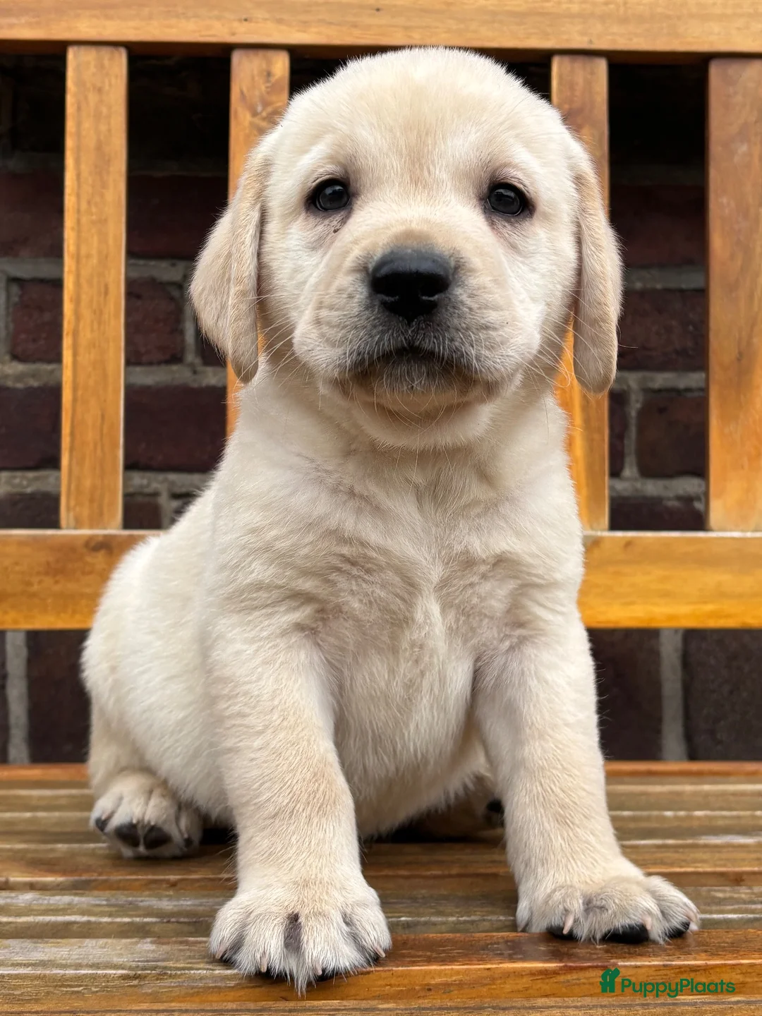 Labrador Retriever honden te koop: Gele Labrador reutjes  - Advertentie 6