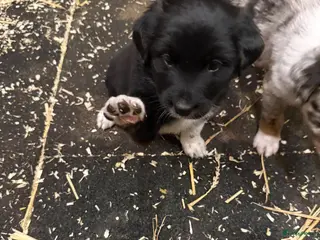 Australian Shepherd honden Australian shepherd pups ( nog 3 beschikbaar - Advertentie 2