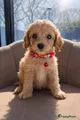 Maltipoo Puppy 3