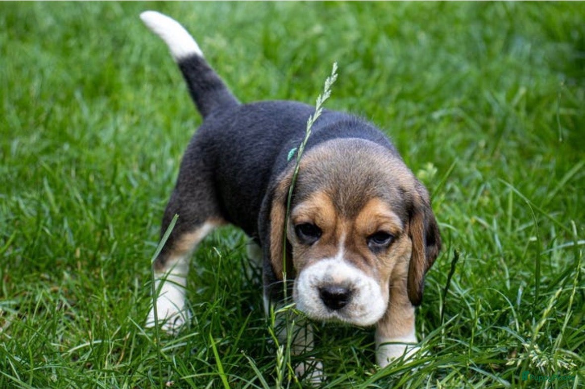 Beagle honden Mooie stamboom Beagle pups - Advertentie 2