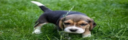 Beagle honden te koop: Mooie stamboom Beagle pups - Advertentie 2