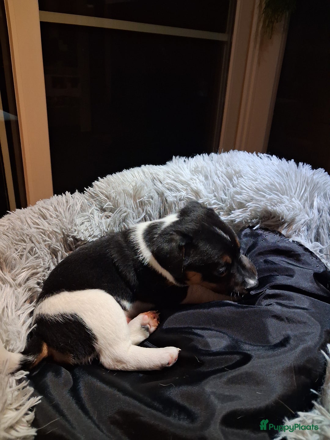 Jack Russel Terriër honden te koop: Jack russelpups opgevoed in gezin met 2 kids - Advertentie 11