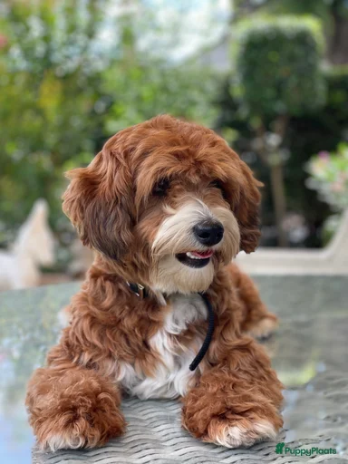 Galerij afbeelding {{count}}