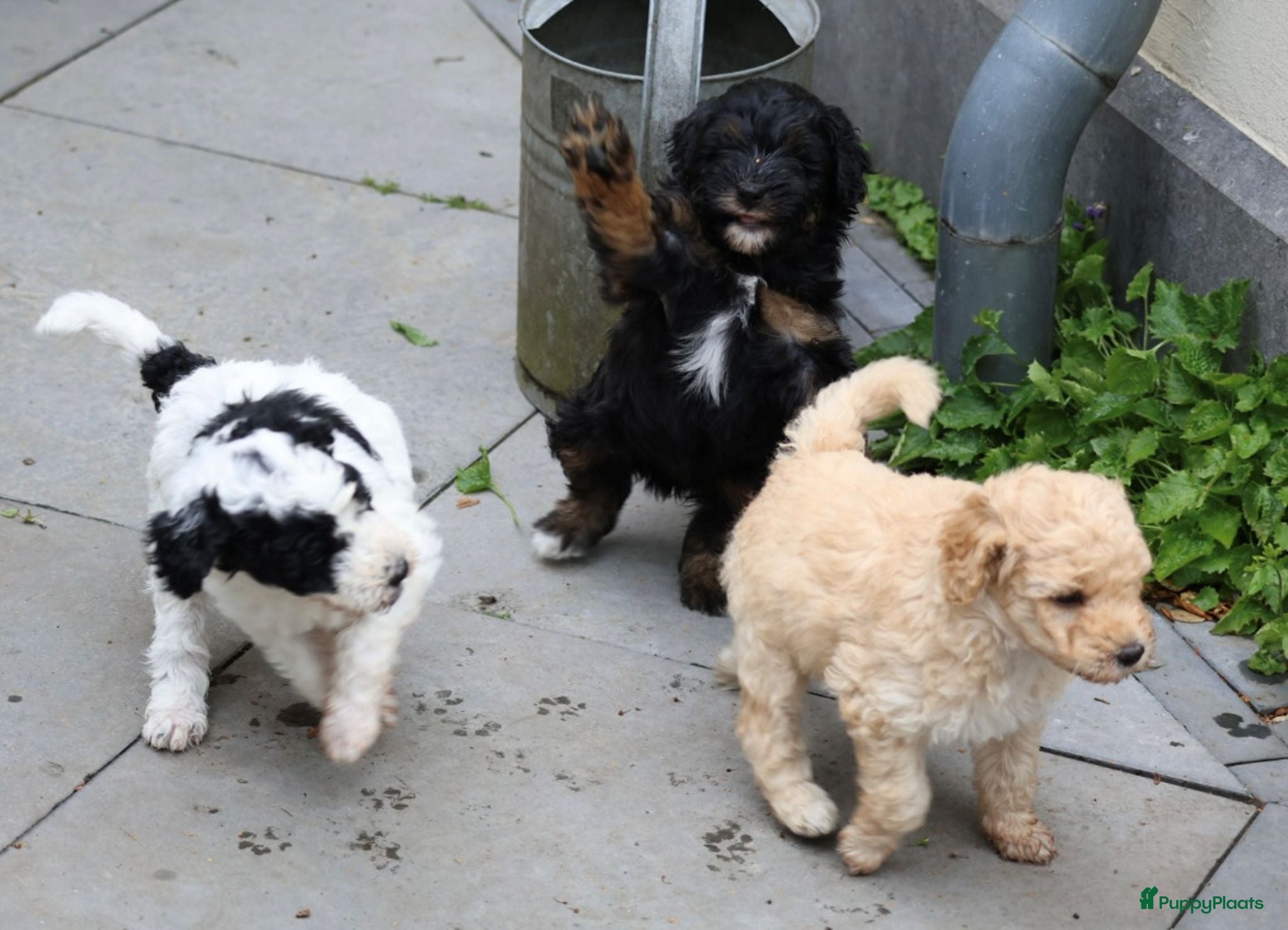Australian Labradoodle honden 3 Aussi Labradoodle Pups, incl. karakter test   - Advertentie 1