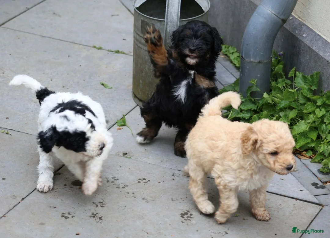Australian Labradoodle honden te koop: 3 Aussi Labradoodle Pups, incl. karakter test   - Advertentie 2