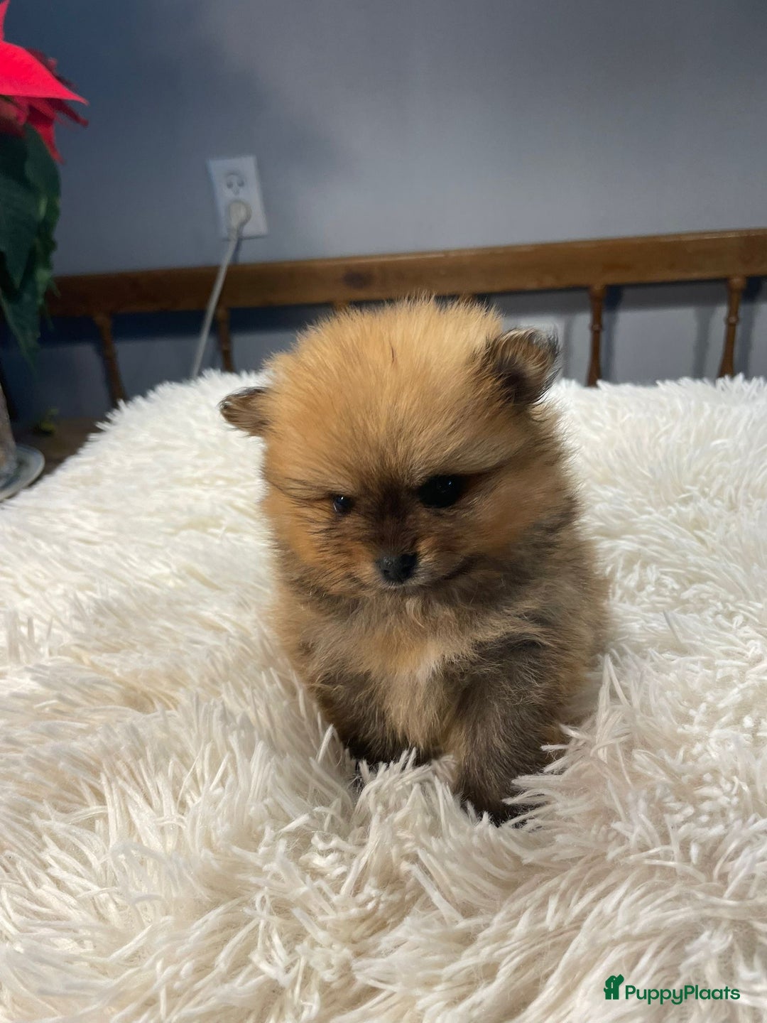 Pomeriaan honden te koop: 3 schattige Pomeriaan pups orange sable 5 wk - Advertentie 15