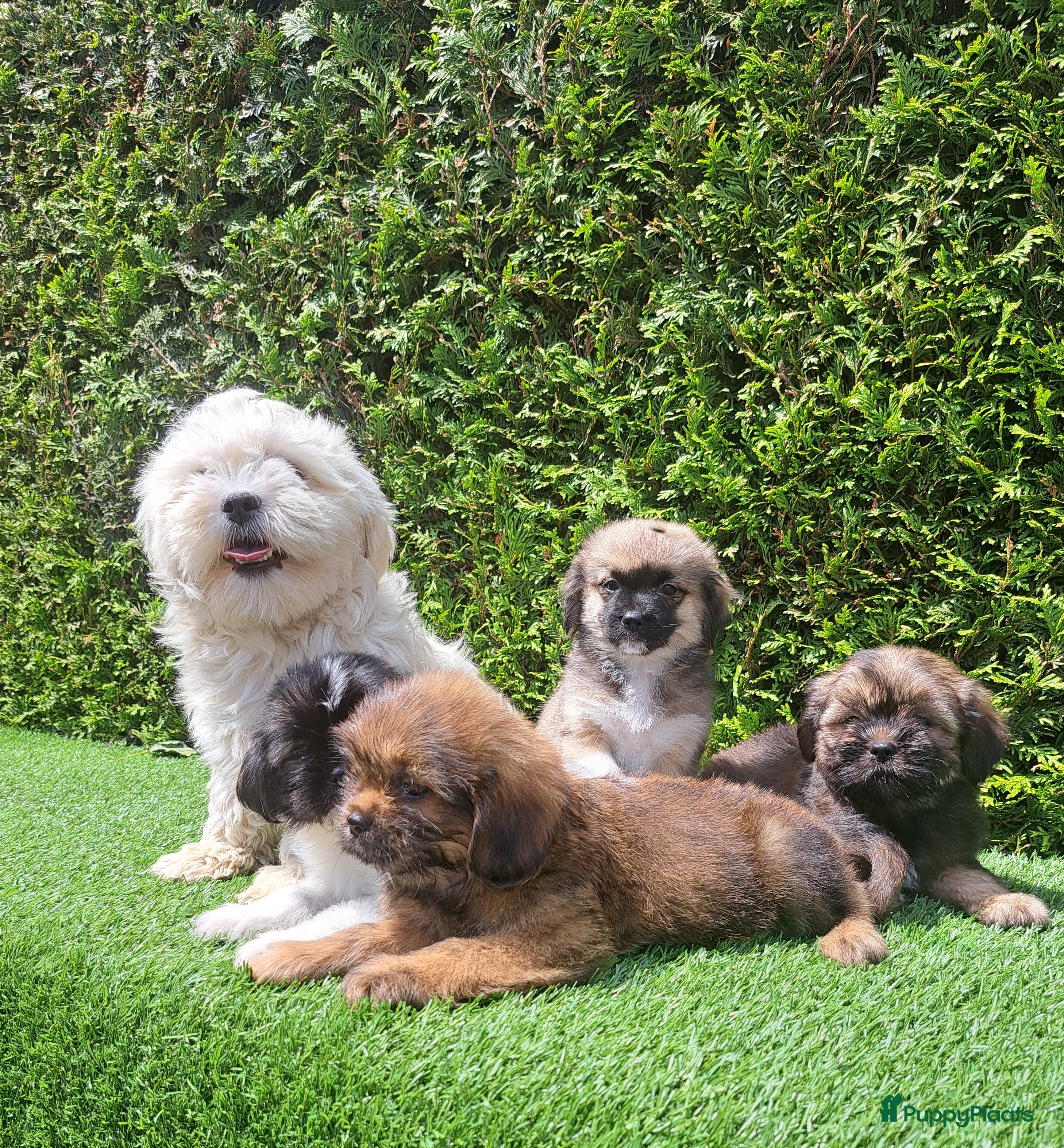 Malshi honden Zeer mooie speelse boomer pups.  - Advertentie 1