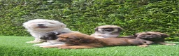 Malshi honden te koop: Zeer mooie speelse boomer pups.  - Advertentie 2