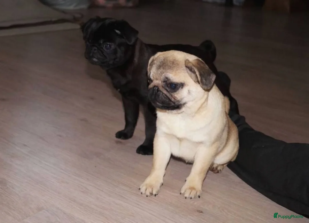 Mopshond honden te koop: Mopshond pups, - Advertentie 4