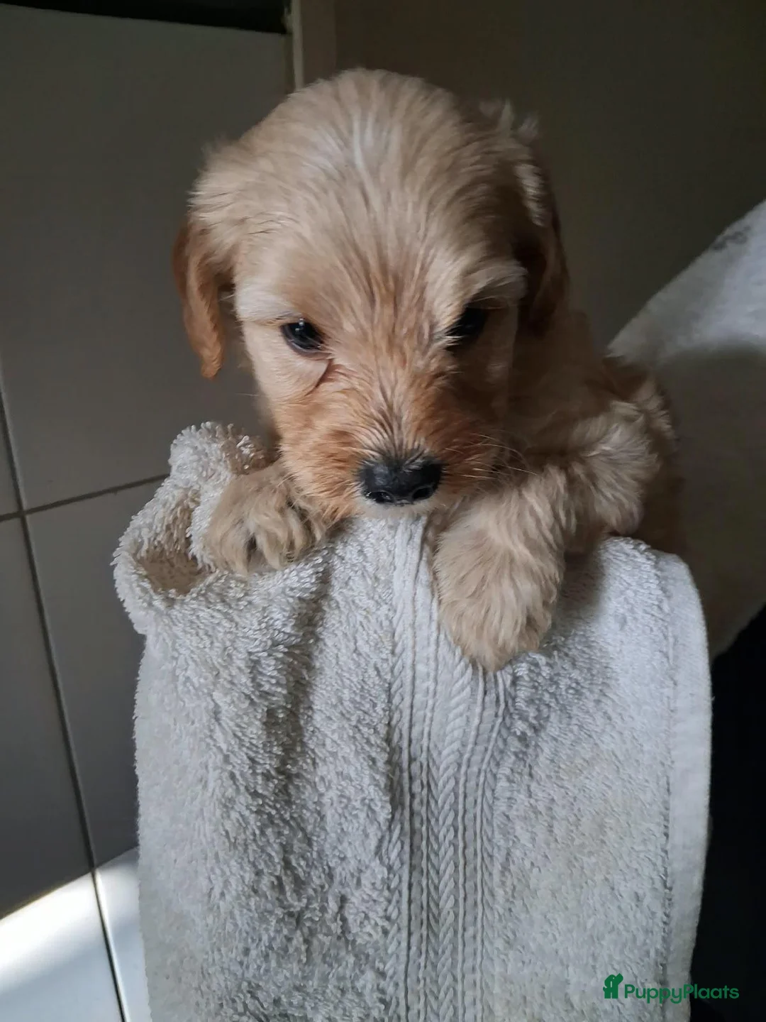 Labradoodle honden te koop: mooie puppy,s labradoodles 1 teefje en 3 reutjes - Advertentie 16