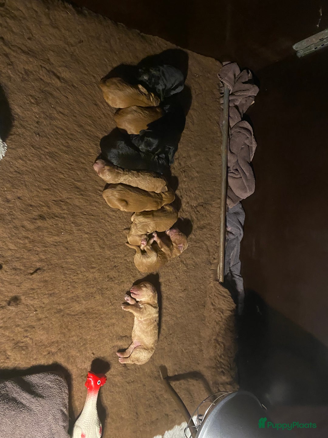 Labradoodle honden te koop: ✨Liefdevol Nest Labradoodle Pups 1 December geb.!✨ - Advertentie 15