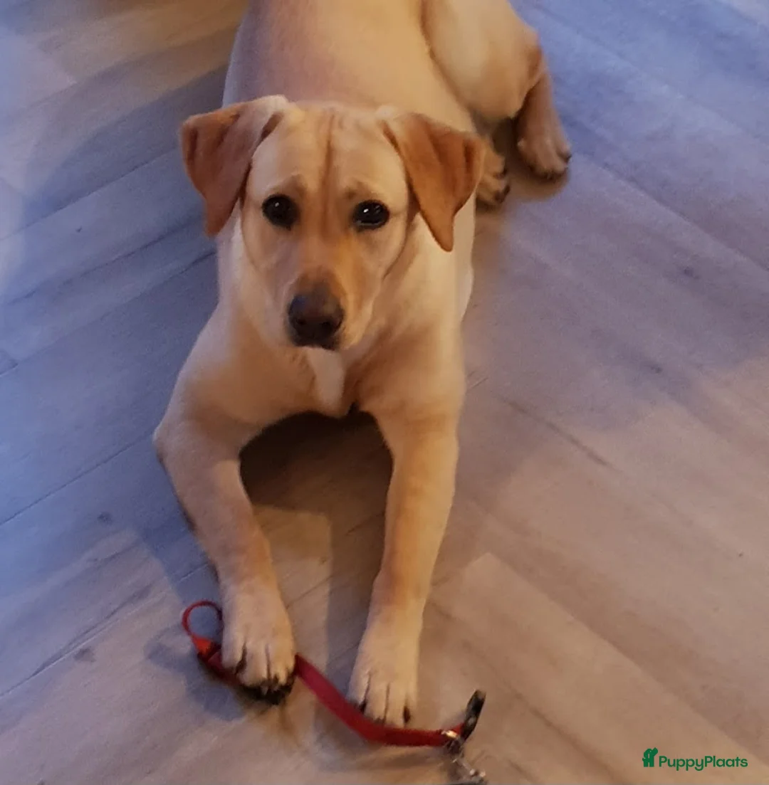 Labrador Retriever honden te koop: Labrador Pups in Heeten - Advertentie 2