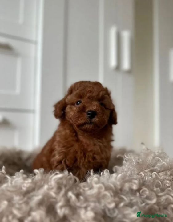 Poedel Toy honden Toy Poedel pups  - Advertentie 1