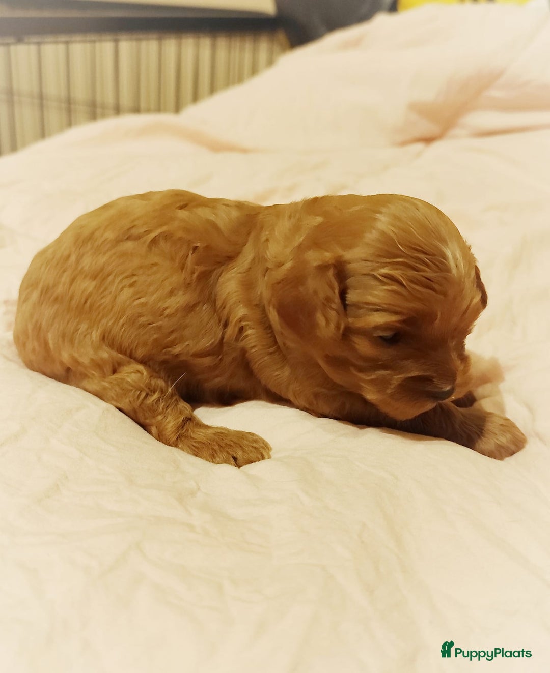 Cavapoo honden te koop: Prachtige cavapoo pups - Advertentie 14