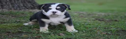Amerikaanse Bully honden te koop: American bully pocket pups - Advertentie 13