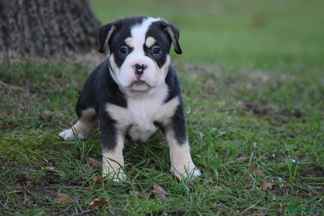 Amerikaanse Bully honden te koop: American bully pocket pups - Advertentie 13