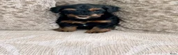 Kruising honden te koop: Maltipoo black & tan  een zwart met witte bles - Advertentie 9
