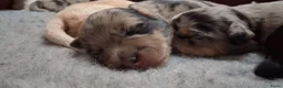 Kruising honden te koop: Geweldige leuke pups corgi x Australian shepherd - Advertentie 7