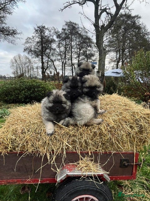 Keeshond honden Wolfsgrijze keeshond pups - Advertentie 18