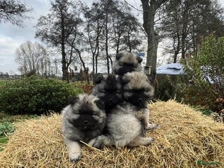 Keeshond honden Wolfsgrijze keeshond pups - Advertentie 1