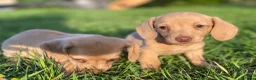 Kruising honden te koop: Kortharige teckels met vleugje chihuahua  - Advertentie 23