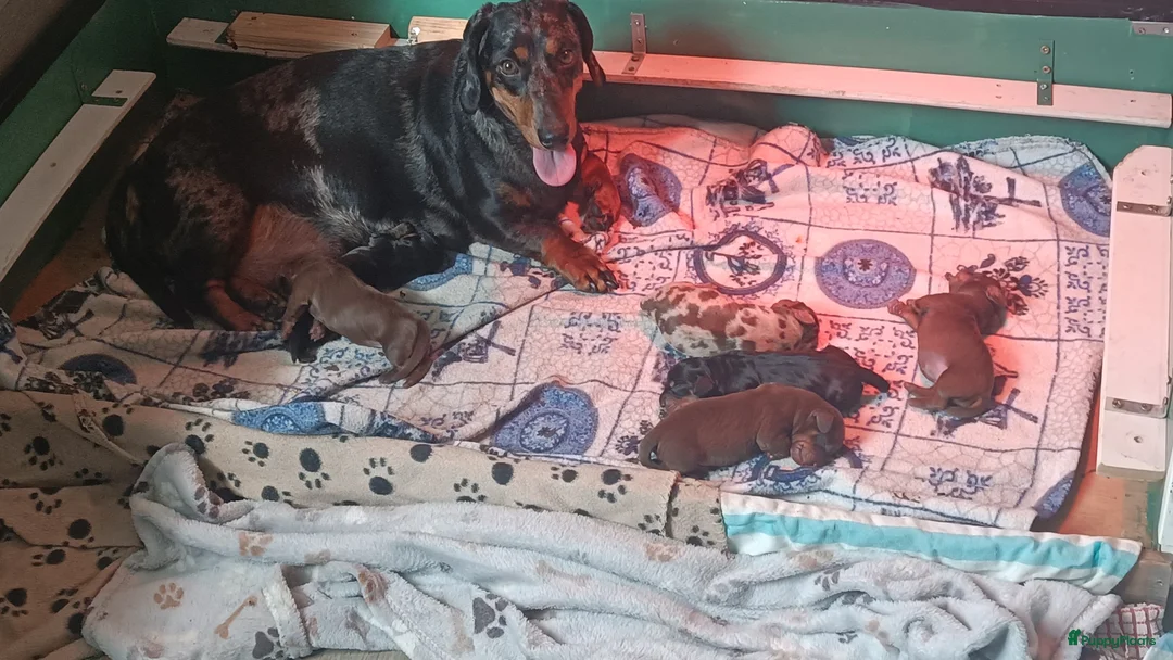 Teckel (korthaar)  honden te koop:  Prachtige korthaar teckels pups van particulier - Advertentie 2