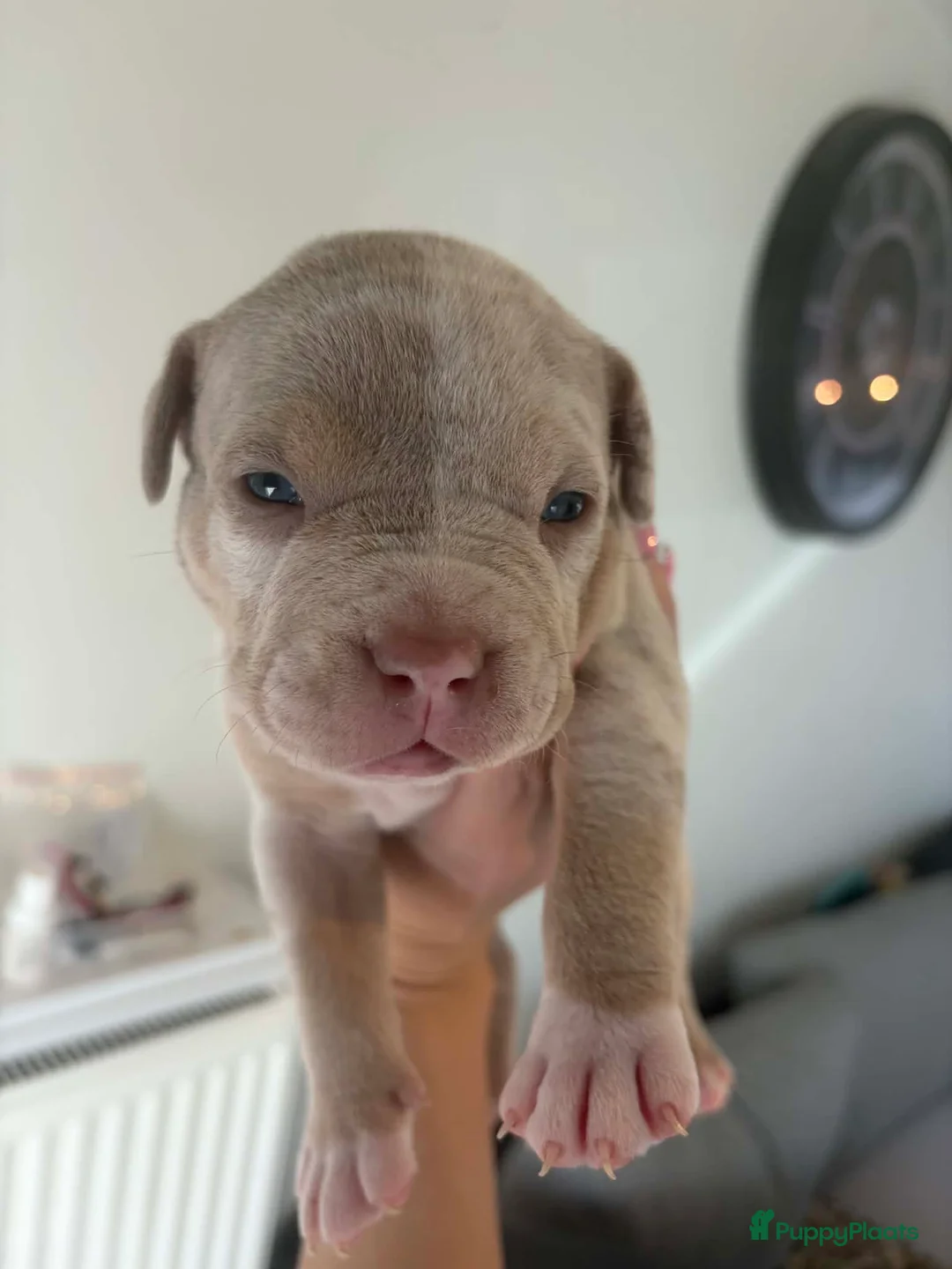 Amerikaanse Bully honden te koop: American bully pups - Advertentie 17