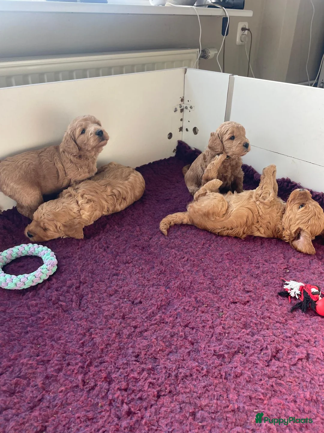 Kruising honden te koop: Goldendoodle x Australische labradoodle pups - Advertentie 5