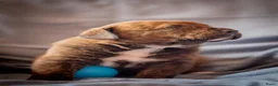Kruising honden te koop: Nestje pups/ Rottweiler -X- Amerikaans Bulldog. - Advertentie 10