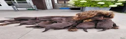 Duitse Staande Hond Langhaar honden te koop: Duitse Staande Langhaar 4 reutjes beschikbaar  - Advertentie 1