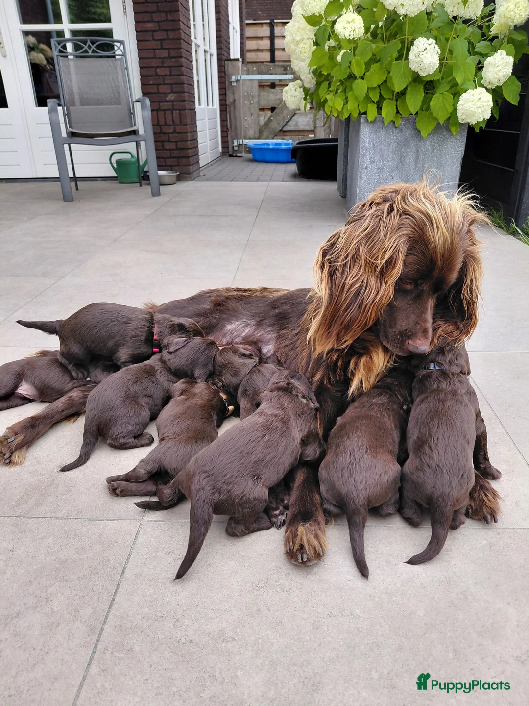 Duitse Staande Hond Langhaar honden te koop: Duitse Staande Langhaar 4 reutjes beschikbaar  - Advertentie 1
