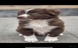 Australian Shepherd honden te koop: Australian Shepherd reu pup - Afbeelding 1