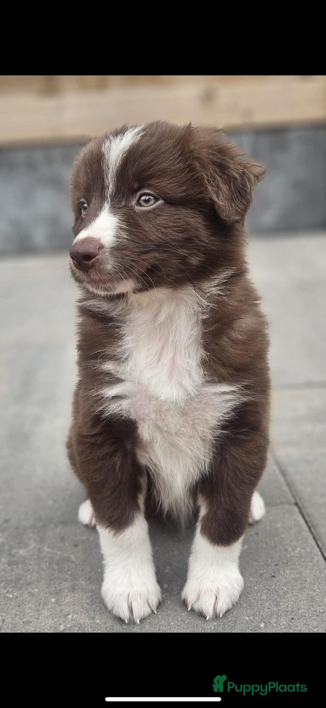 Australian Shepherd honden te koop: Australian Shepherd reu pup - Afbeelding 1